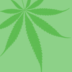 Flyer cannabis