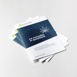 La cannabis in questione